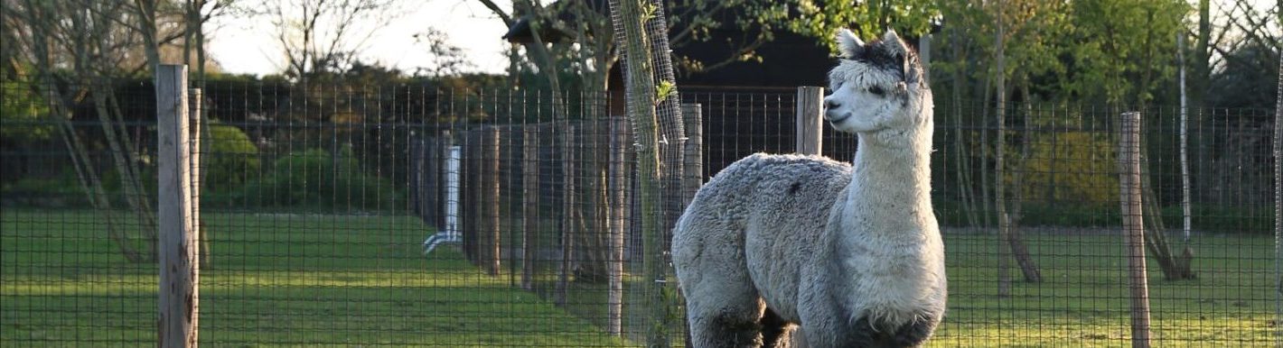 Export alpaca’s – wijziging voorschriften NL banner