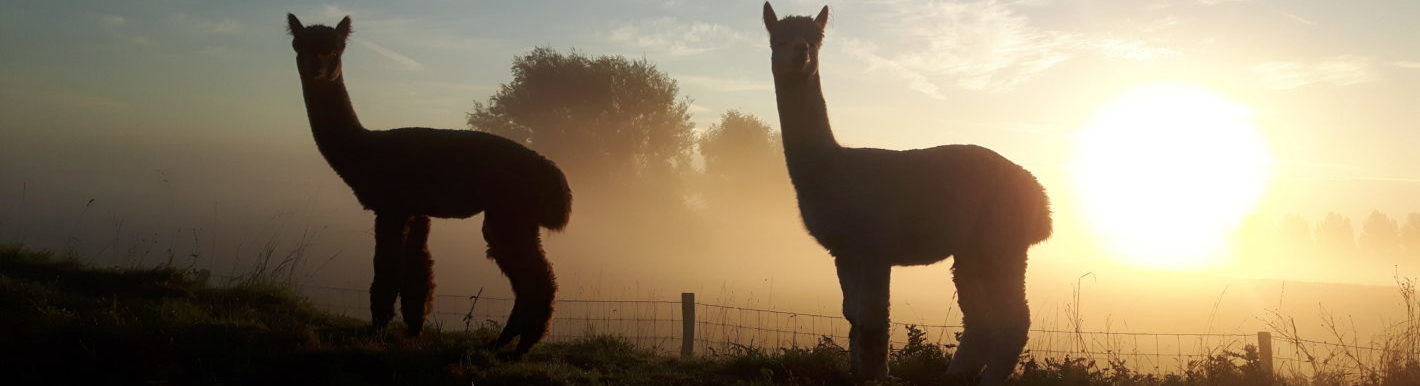 NIEUW WACHTWOORD INSTELLEN banner