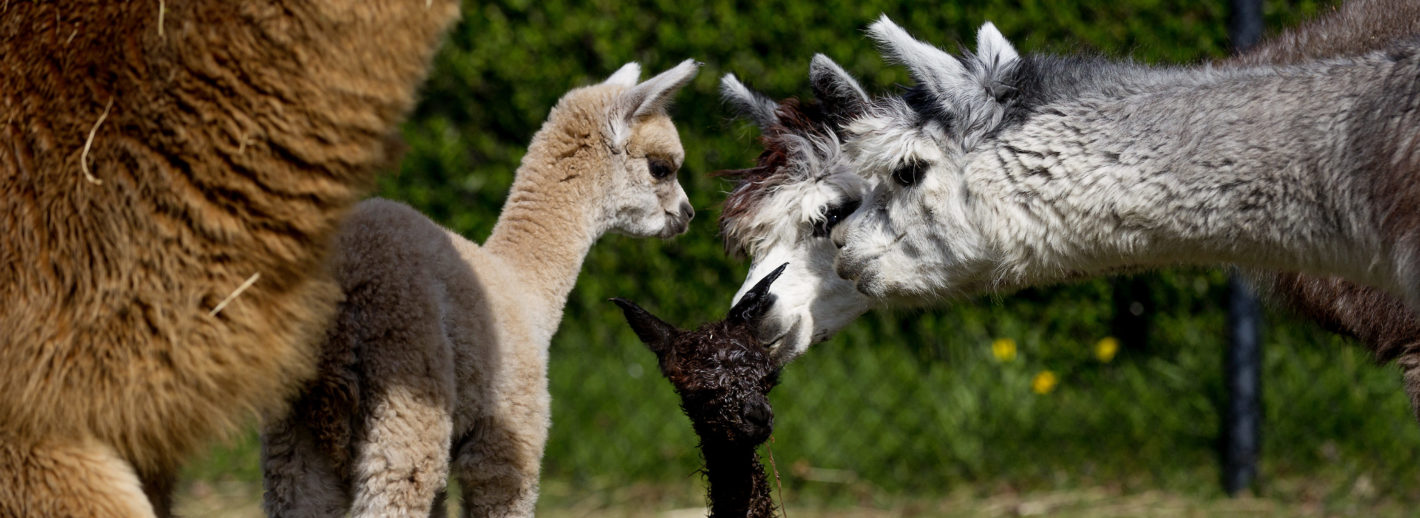 Algemene LedenVergadering 2020 banner