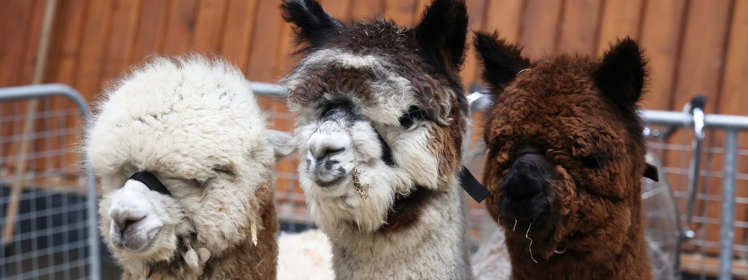 ADVERTENTIEBANNERS WEBSITE 2026 banner