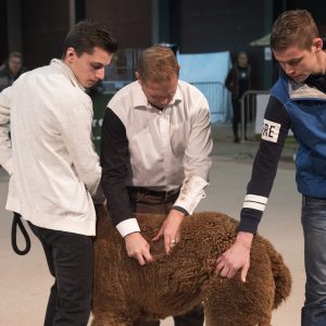 2019 Show Drachten