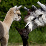 Cria love