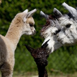 Cria love