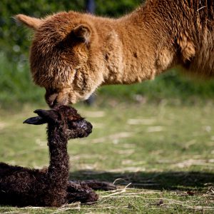 Mother love