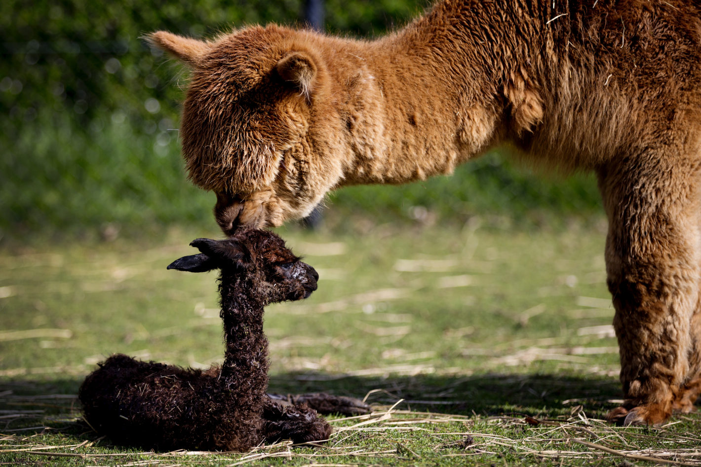 Mother love