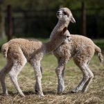 Cria’s playing