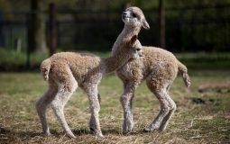 Cria’s playing