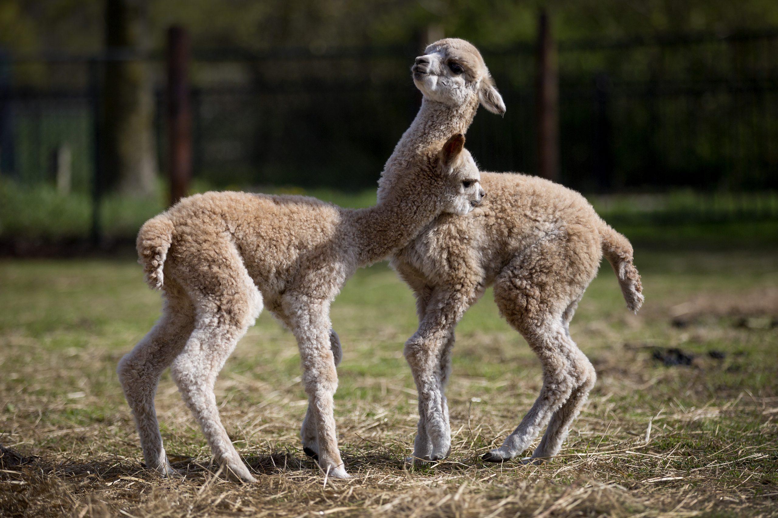 Cria’s playing