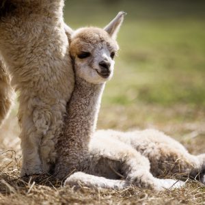 Relaxing cria