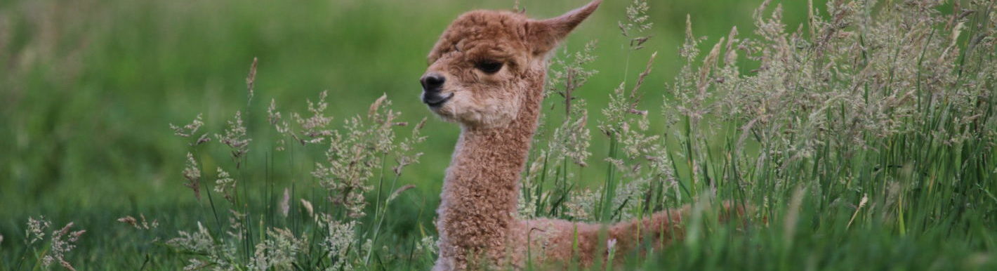 Relaxing cria
