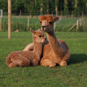 Mum and cria