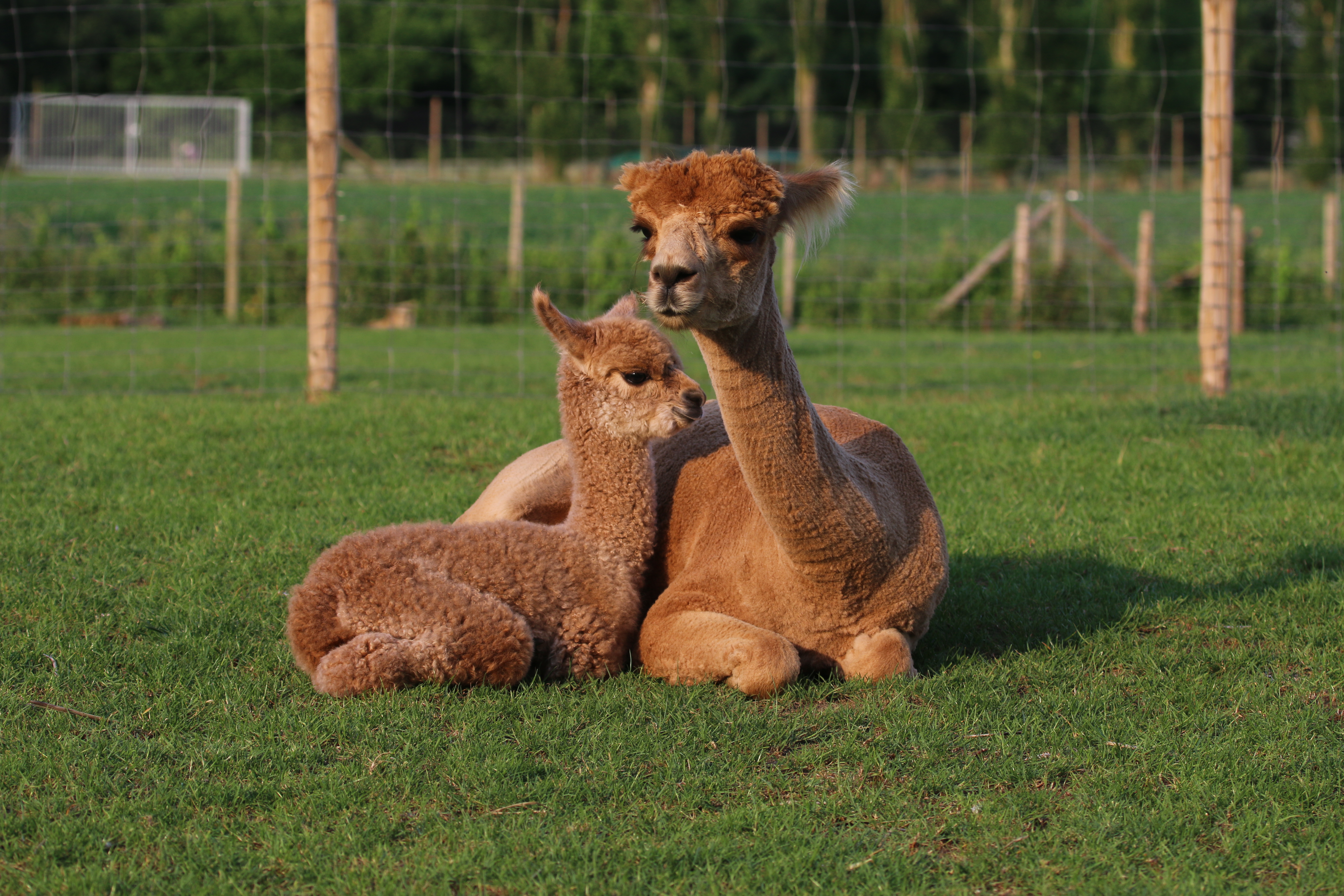 Mum and cria