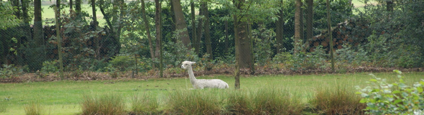 Relaxing alpaca