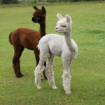 Shorn alpacas