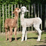 Cria’s playing