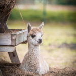 Relaxing cria