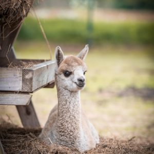 Relaxing cria