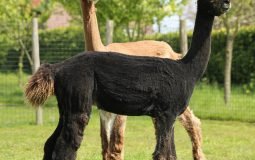 Shorn huacayas