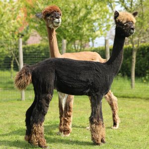 Shorn huacayas