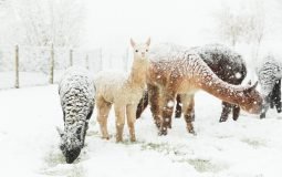 Huacayas in the snow