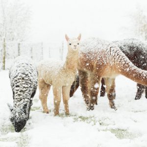Huacayas in the snow