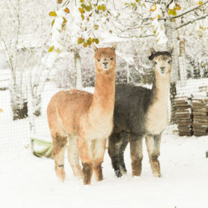 Huacayas in the snow