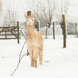 Cria in the snow