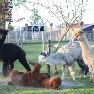 Playing alpacas
