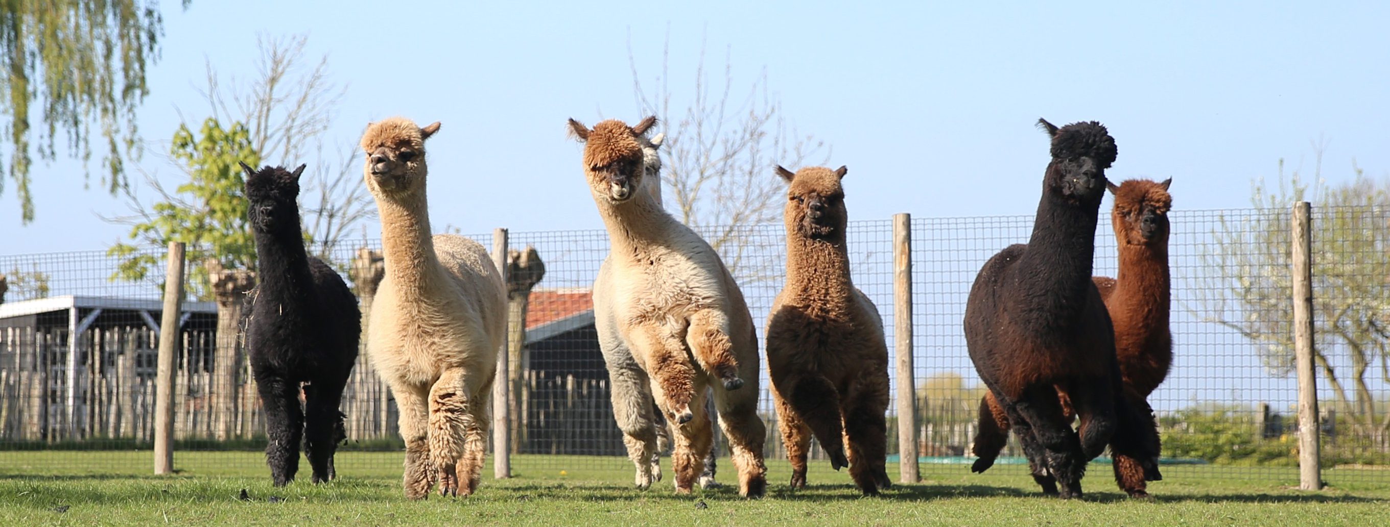 Alpacas running