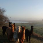 Alpaca’s in de mist