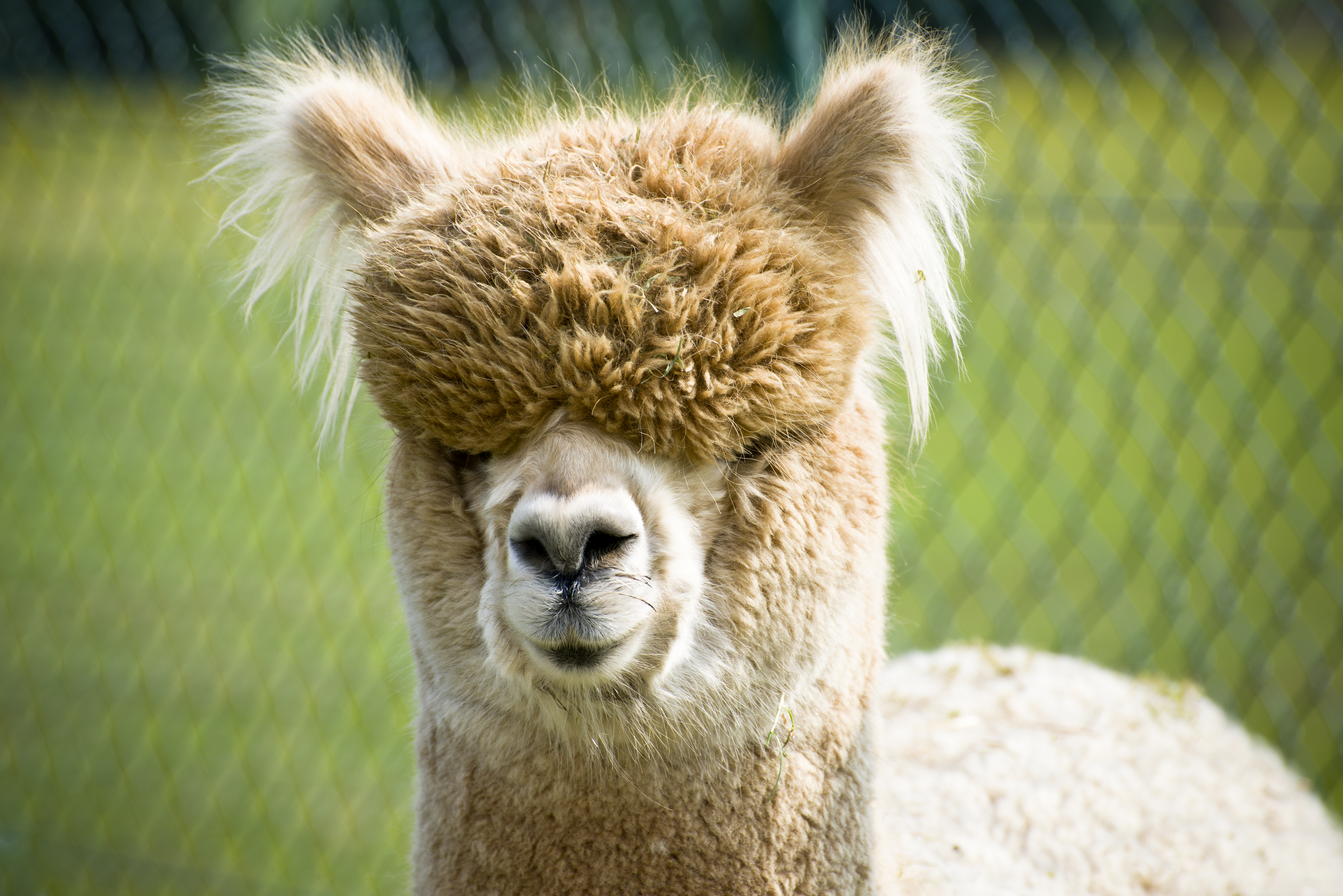 Fluffy ears
