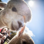 Alpaca in the sun