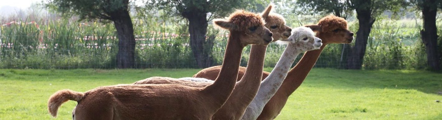 Shorn alpacas
