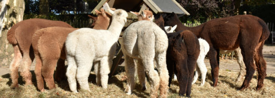 Alpacas eating