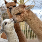 Alpaca Love