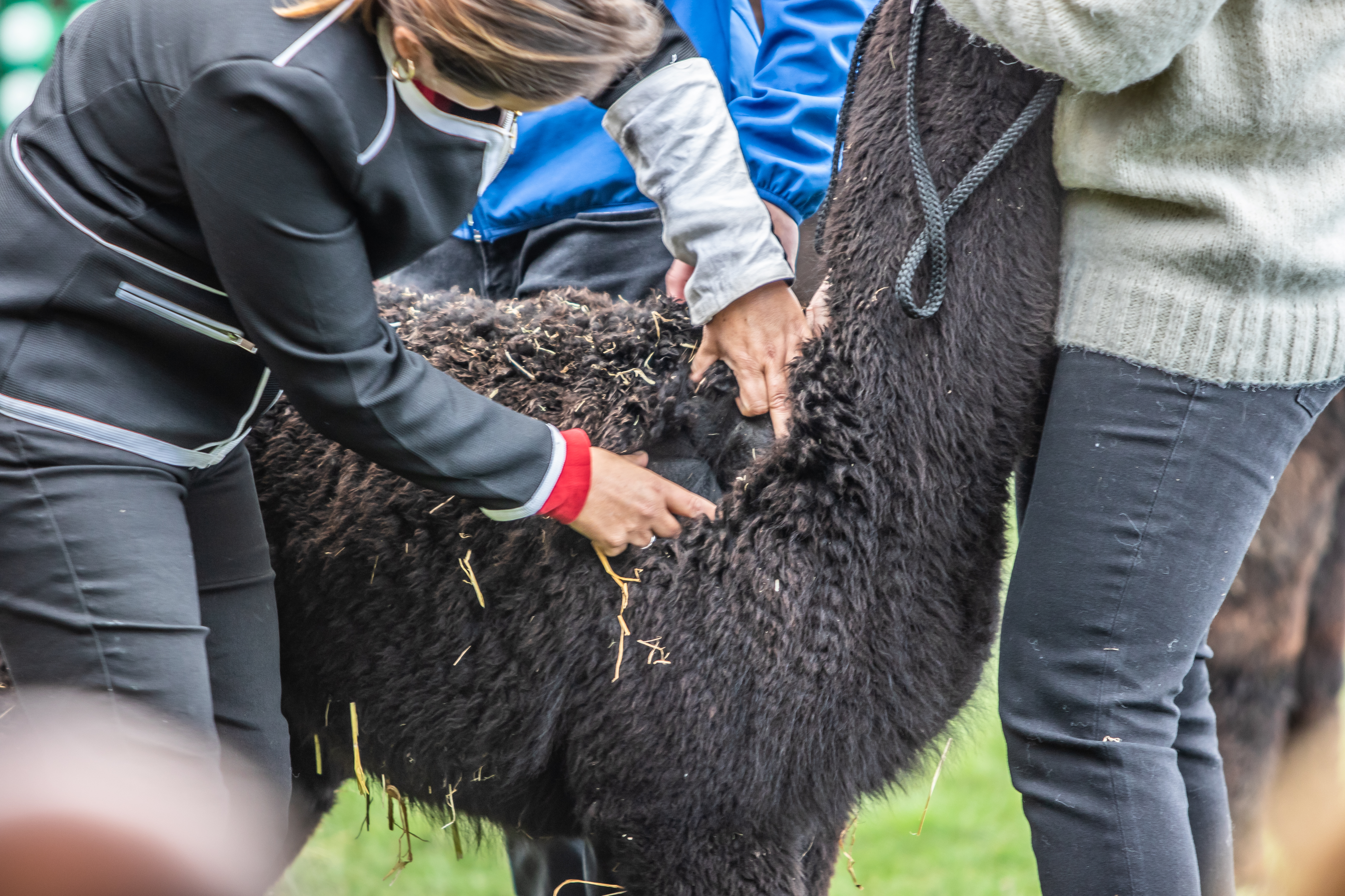 Judging Fleeces