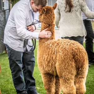 Alpacalove
