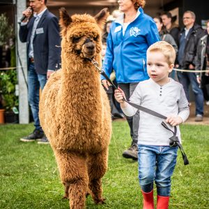 Junior Handler