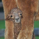 Cria peekaboo