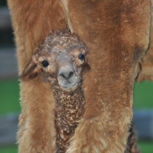 Cria peekaboo