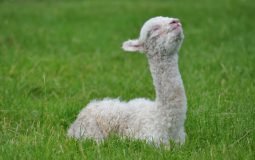 Cria relaxing