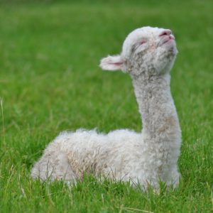 Cria relaxing