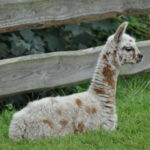 Cria appaloosa