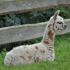 Cria appaloosa