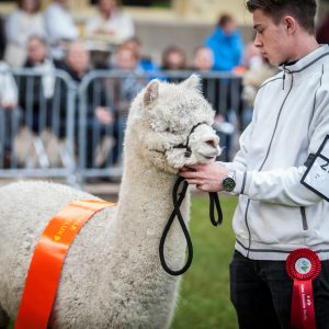 2016 Show Hapert