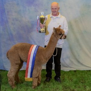 Grand Champion Huacaya Vorstenbosch