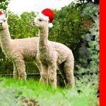 2019 AAB Kerstkaart