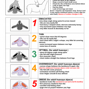 Body Scoring