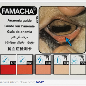 Famacha