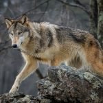 2021 wolf
